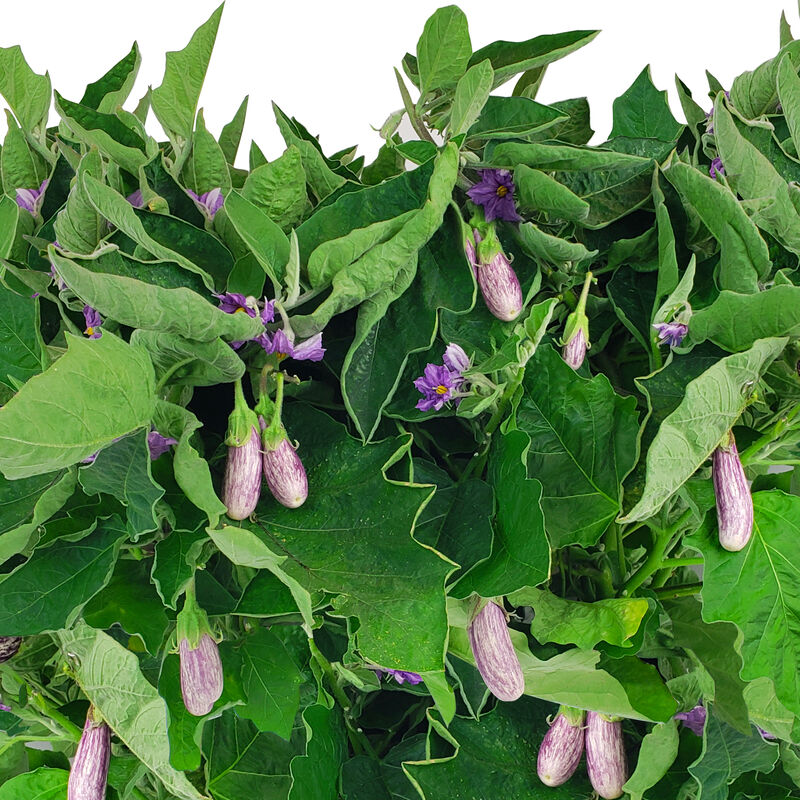 Fairy Tale Eggplant Seed Pod Kit image number null